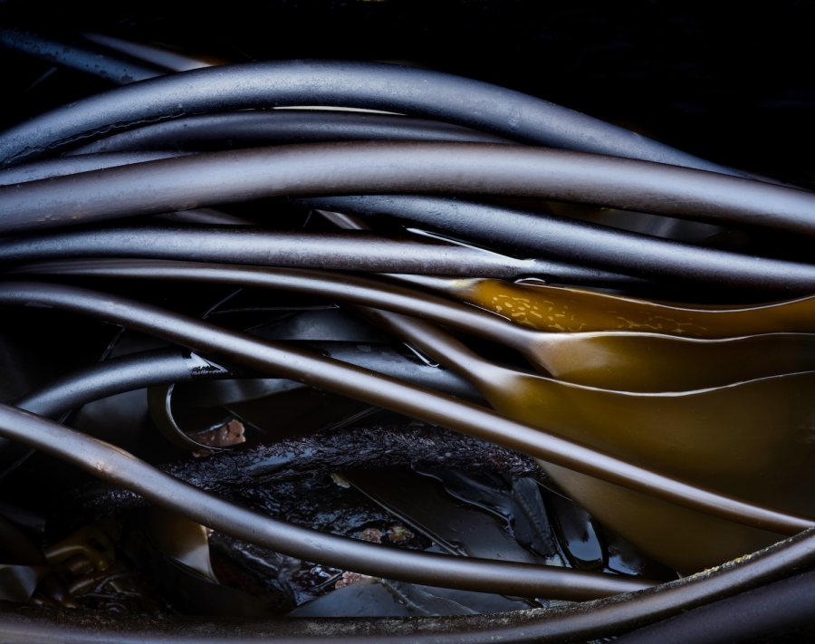 Dark Kelp