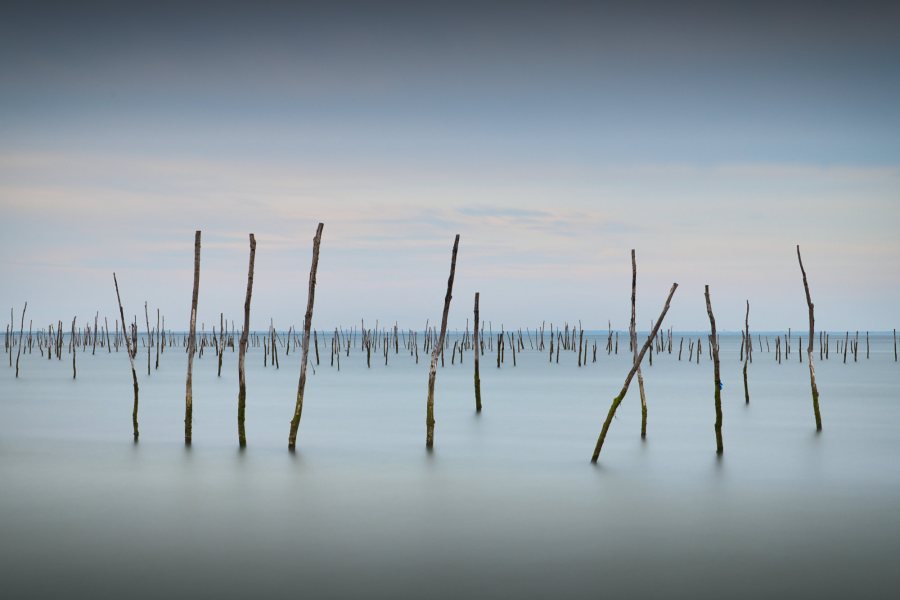 The Oyster Beds