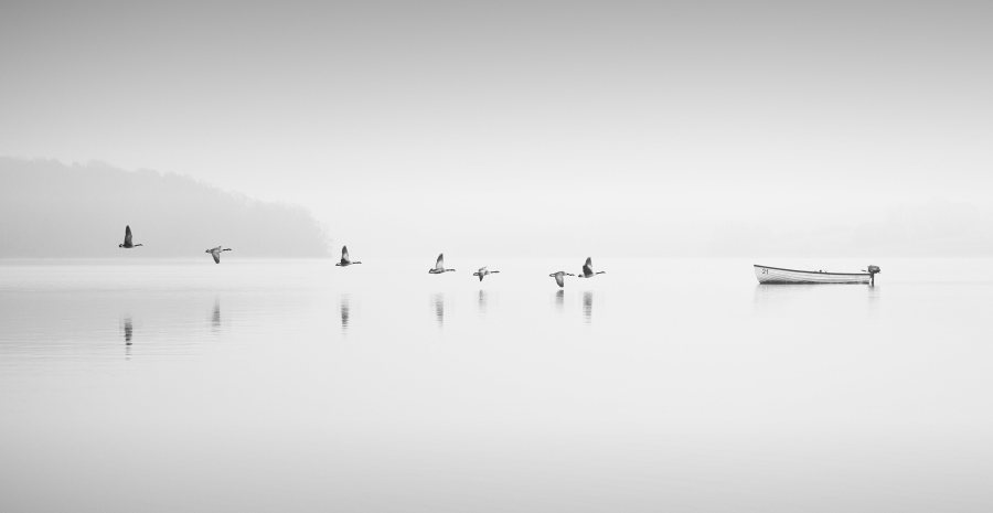 Geese in the Mist